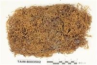 藏品(灰苔科)的圖片